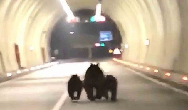 Amasra tünelinde 3 ayı görüntülendi