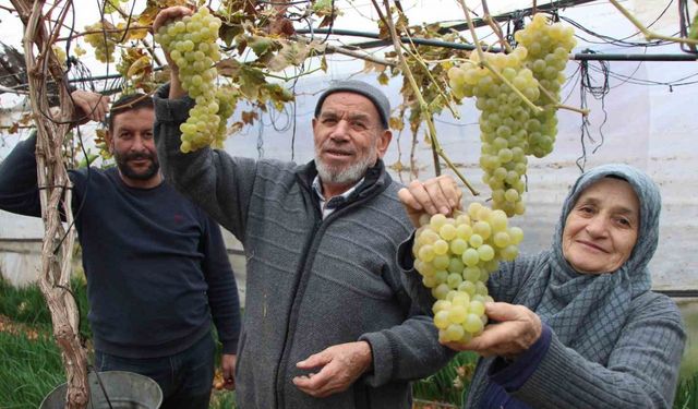 Amasyalı Feruziye nine serada kışın üzüm yetiştirip satıyor