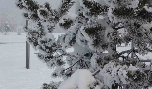 Ardahan’da dondurucu soğuklar etkisini artırdı: Ağaçlar kırağı tuttu