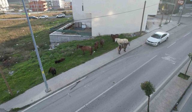 Arnavutköy’de başıboş gezen atlar tehlike saçıyor