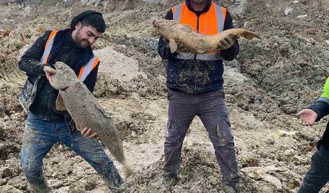 Arnavutköy’de İBB’nin döküm sahasına çevirdiği Mavi Göl’de balıklar can çekişiyor