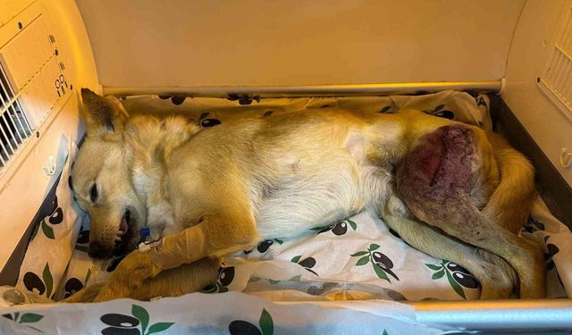 Ayağında parçalı kırık oluşan köpek 2 saatlik ameliyatla eski sağlığına kavuştu