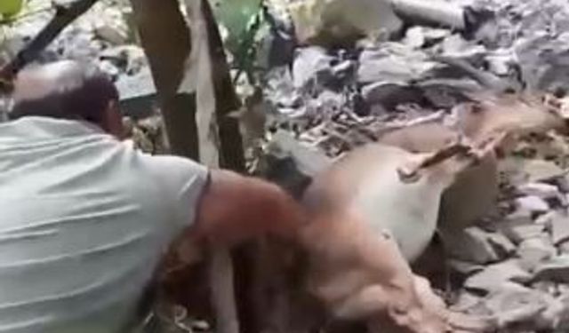 Bahçede uyuyakalan yaban keçisini "Kalk kızım" diyerek uyandırdı