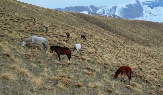 Başıboş bırakılan at ve eşekler hem trafiği hem yaban hayatını tehdit ediyor
