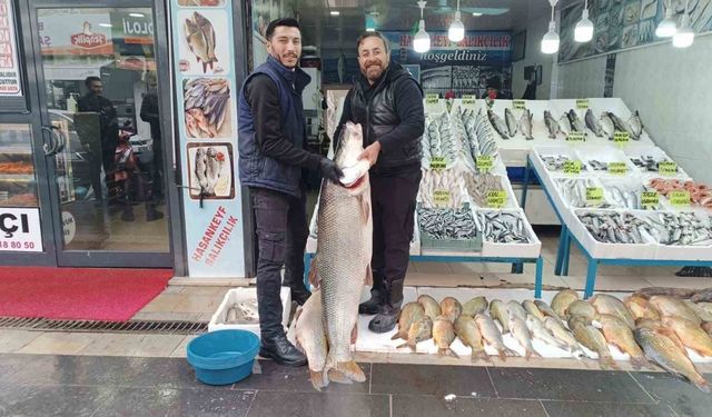 Batman’da dev turna balığı ilgi odağı oldu