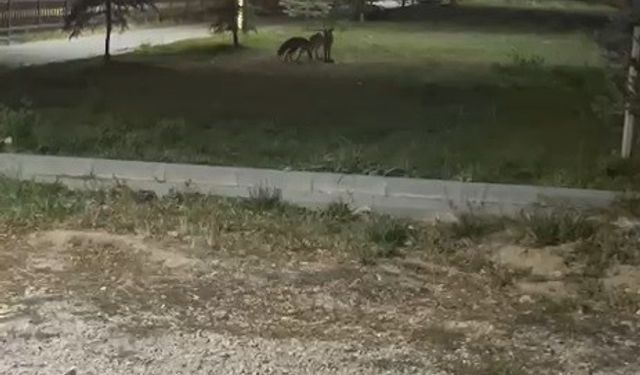 Bayburt’ta birbirleriyle oyun oynayan iki tilki görüldü