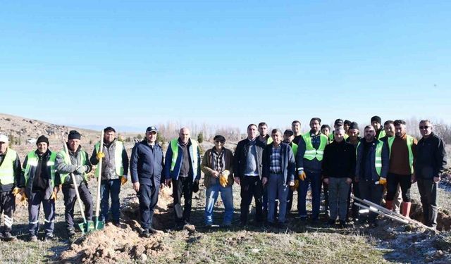 Beylikova Belediyesi bin adet karaçam fidanı dikti