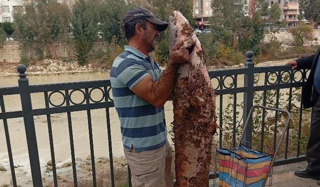 Boyu kadar yayın balığını eliyle yakaladı