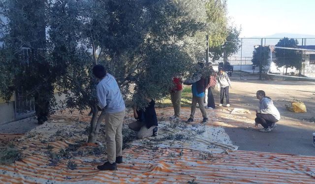 Bozdoğan’da öğrenciler zeytin hasadı yaptı