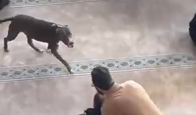 Camiye giren pitbull yakalandı, sahibine işlem yapıldı