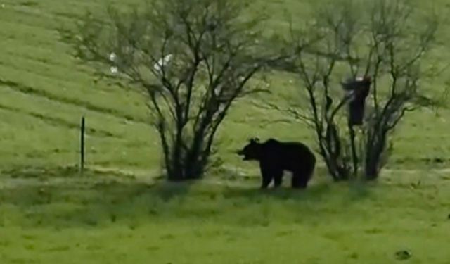 Çanakkale’de köy yoluna inen ayı cep telefonu kamerasına yansıdı