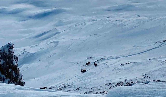 Çatak’ta dağ keçileri görüntülendi
