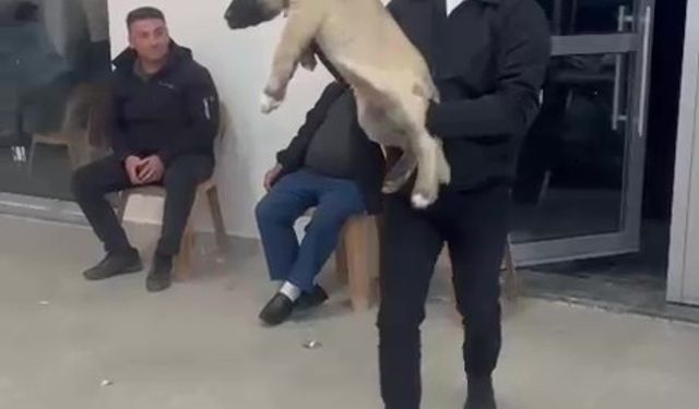 Damadın arkadaşı düğün hediyesi olarak 100 bin liralık köpek hediye etti