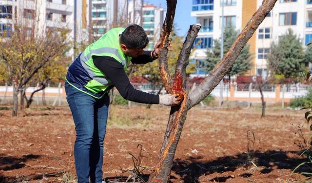 DBB özel yöntemlerle ağaçları tedavi ediyor
