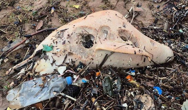 Dev dalgalar, ölü yunus balığının kalıntılarını sahile sürükledi