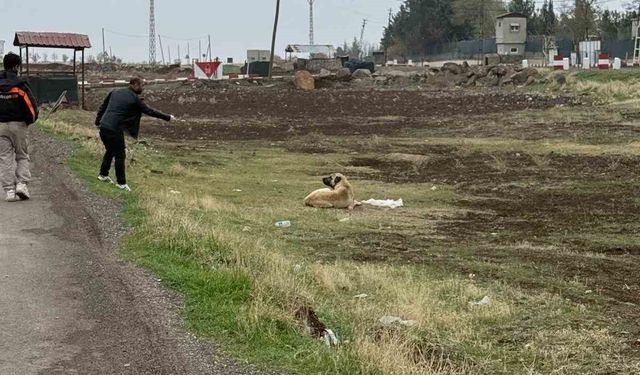 Diyarbakır’da sokak hayvanlarına kuduz aşısı uygulandı