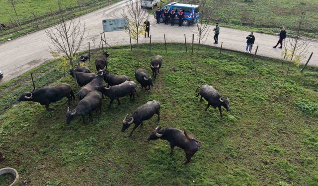 Düzce’de manda yetiştiriciliğine güçlü destek