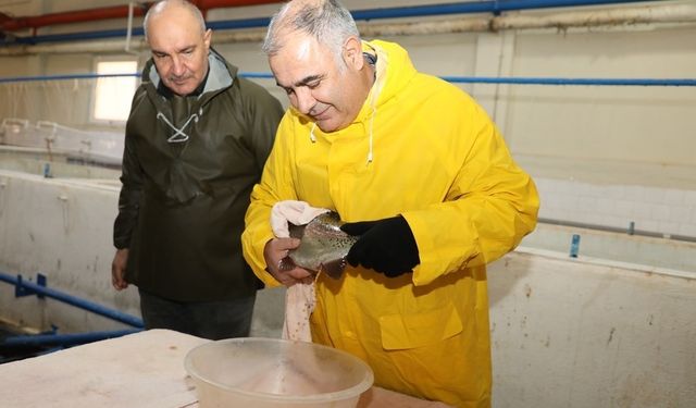 Elazığ’da alabalık sağım çalışmaları sürüyor