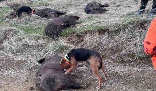 Elazığ’da avcılar sürü halinde domuz avladı