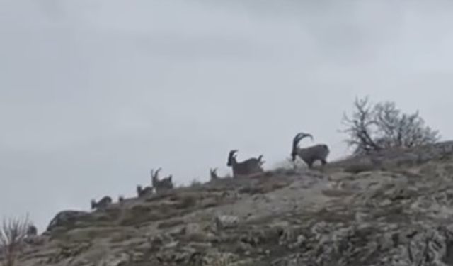 Elazığ’da yaban keçileri sürü halinde görüntülendi