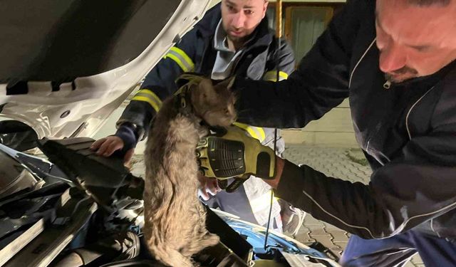 Erzincan’da aracın motor bölmesine sıkışan kediyi itfaiye ekipleri kurtardı