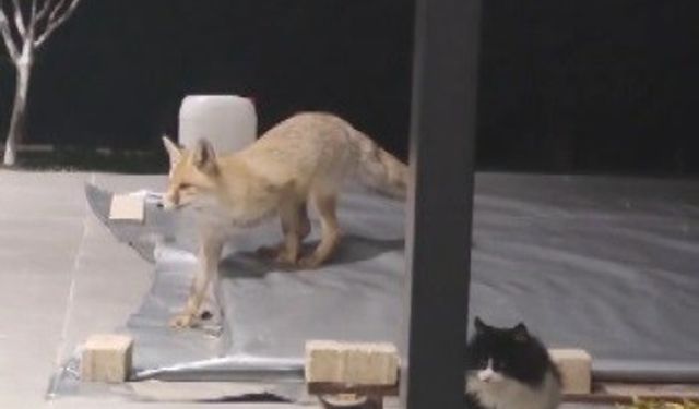 Erzincan’da kedilerin mamasına göz diken tilki kedinin saldırısına uğradı