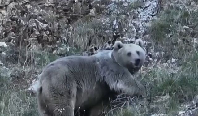 Erzincan’da kış uykusuna hazırlanan iki ayı görüntülendi