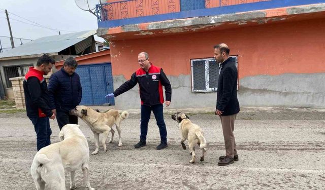 Erzincan’da sokak köpeklerine kuduz aşısı