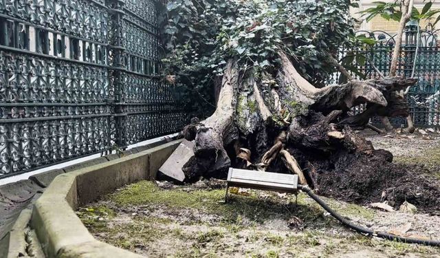 Eyüp Sultan Camii avlusundaki ağaç devrildi