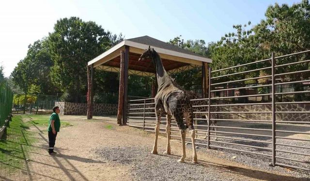 Gaziantep Doğal Yaşam Parkı’nın maskotu zürafa öldü
