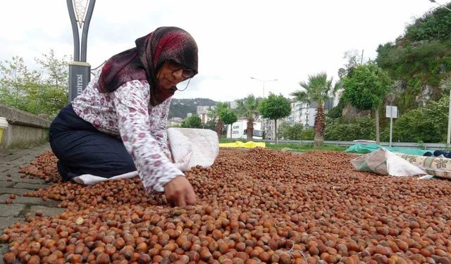 Giresun’da fındık fiyatı 250 TL’ye geriledi, üretici umudunu yeni yıla bıraktı
