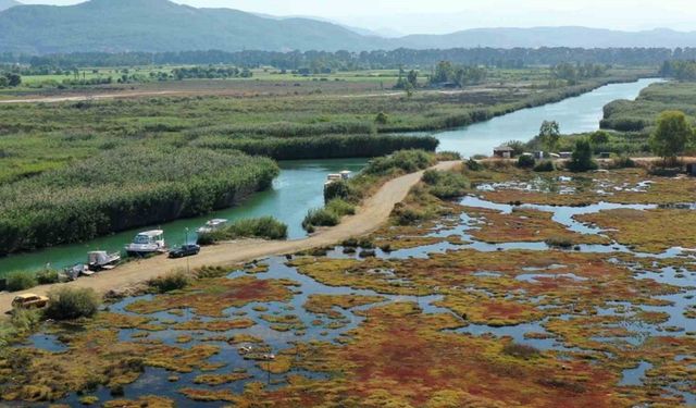 Gökçe Sulak alanı yeniden canlanıyor