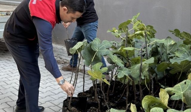 Gömeç’te incir üretimini artıracak adım, 499 sertifikalı fidan dağıtıldı