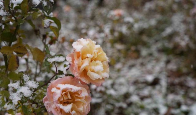 Gümüşhane kent merkezine mevsimin ilk karı yağdı
