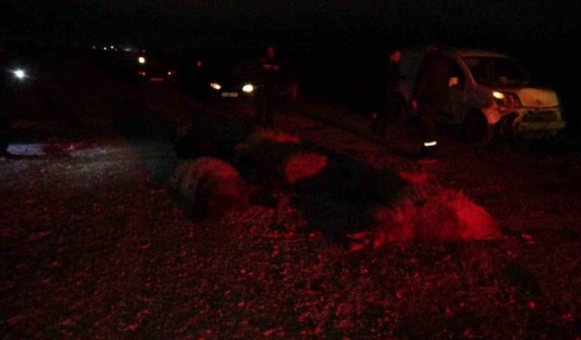 Hafif ticari araç sürüye daldı, 10’dan fazla koyun telef oldu