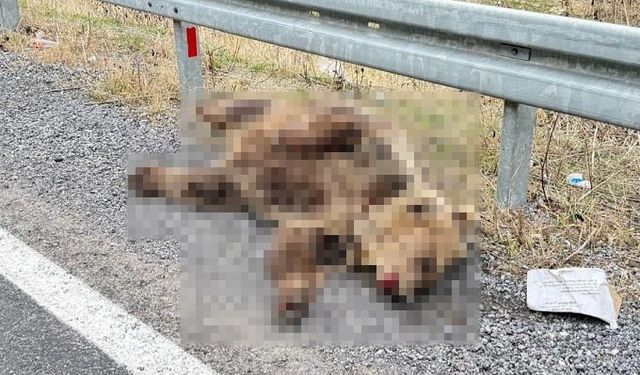 Hakkari’de aracın çarptığı ayı telef oldu