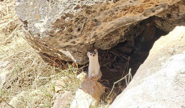 Hakkarili dağcılar nesli tükenen gelincik görüntüledi