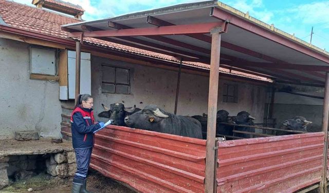 ’Halk Elinde Anadolu Mandasının Islahı Projesi’ devam ediyor