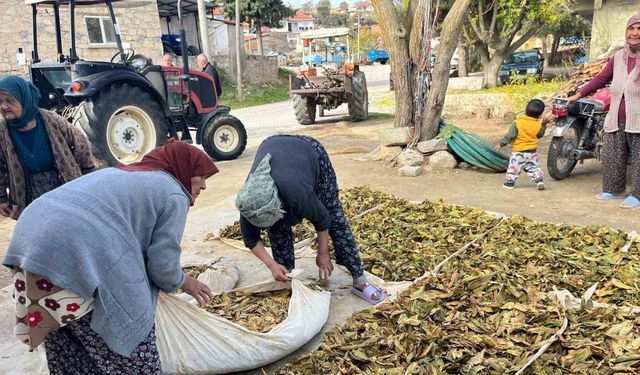Hasadı tamalanan tütünler satış için hazırlanıyor