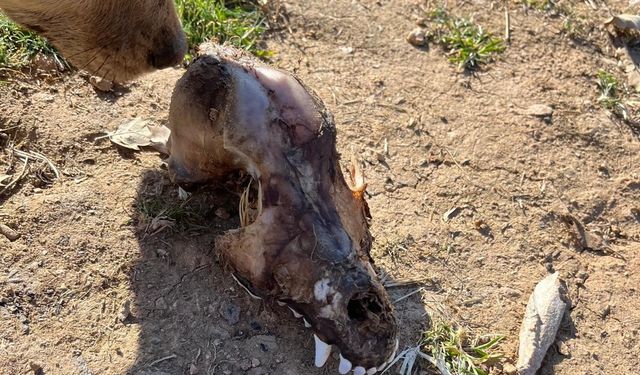 Hayvan sevgisini istismar etti, köpekler açıktan birbirini yedi