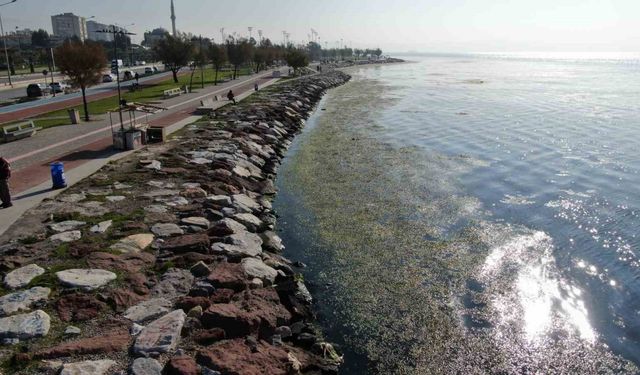 İzmir sahilinde ’yeşil’ istila