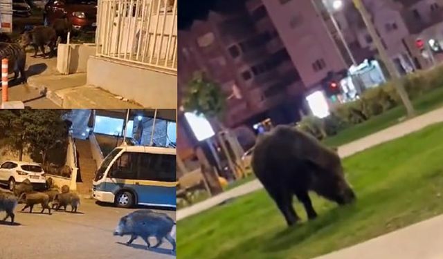 İzmir, sokaklarında domuz sürüleri ile doğal yaşam parkına döndü