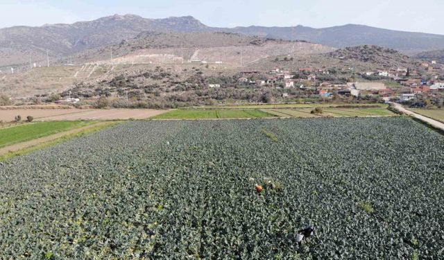 İzmir’in verimli tarım arazilerinde ’yeşil altın’ hasadı