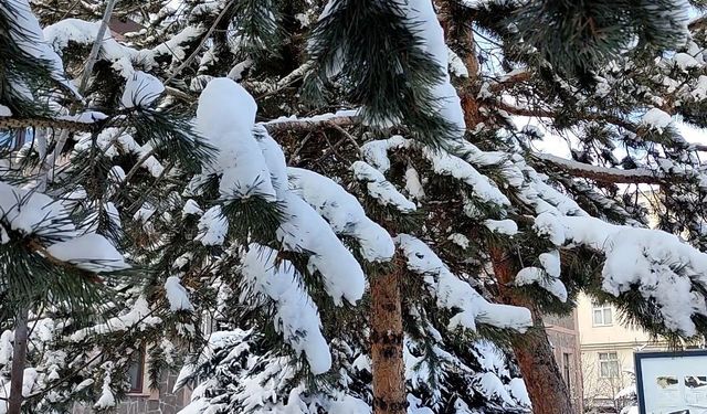 Kar yağışının ardından ağaçlarda kartpostallık görüntü