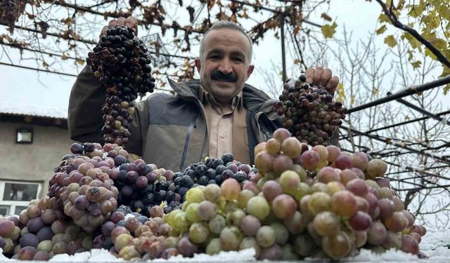 Kara kışa meydan okuyan lezzet: Kışlık üzüm dalından koparıldı
