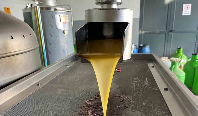 Kara meyve altın sıvıya dönüşüyor