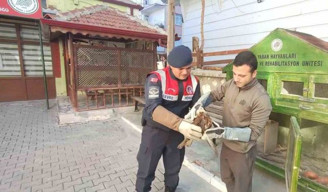 Karaman’da yaralı bulunan kızıl şahin koruma altına alındı