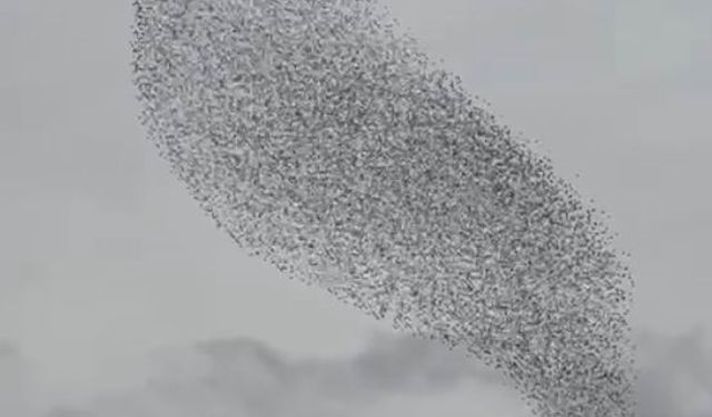 Karapınar’da sığırcık kuşları görsel şölen oluşturdu