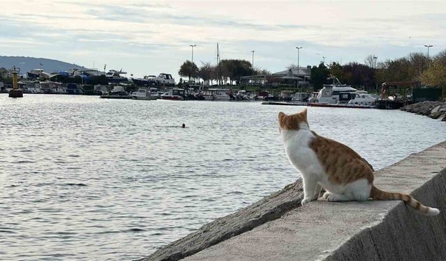 Kartal’da üşüten manzara: İki arkadaş soğukta denize girdi