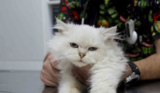 Kedide dünyada görülmemiş anomali: Başarılı operasyonla sağlığına kavuştu